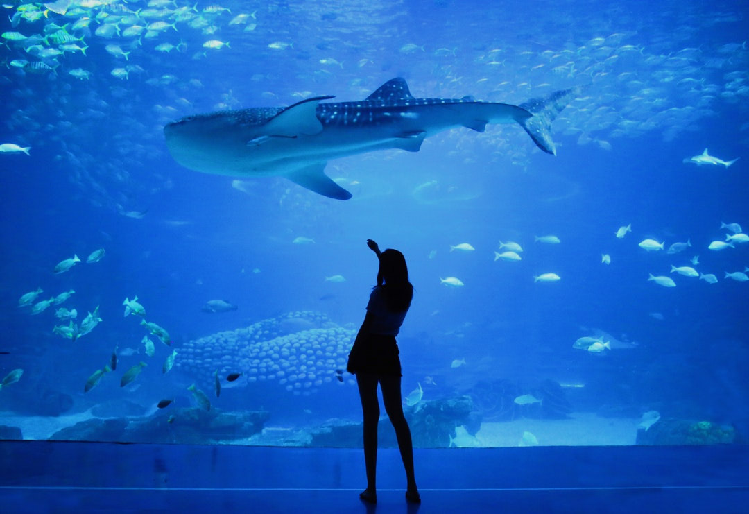 Photo de l'aquarium